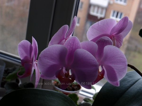 Мои орхидеи-фаленопсисы