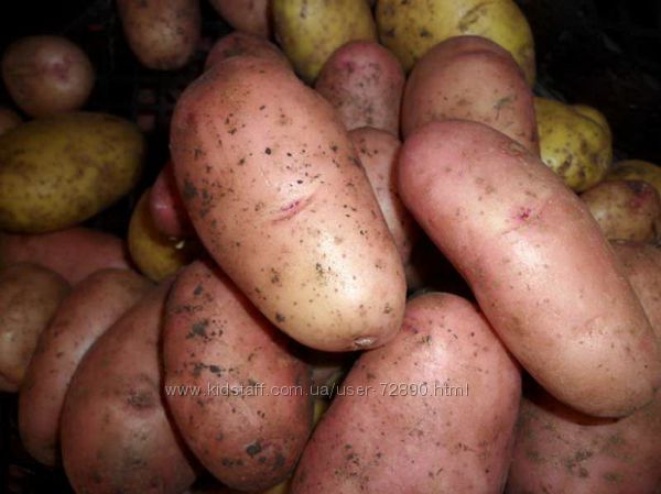 Домашняя вкусная картошка. Урожай 2021г. Доставка бесплатно от 80 кг.