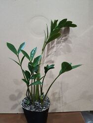 Продам замиокулькас. Сорт Замикро.