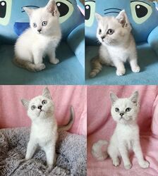 Шотландские котята от породистых родителей 
