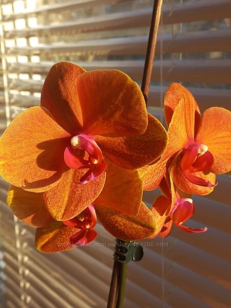 Продам орхидею фаленопсіс