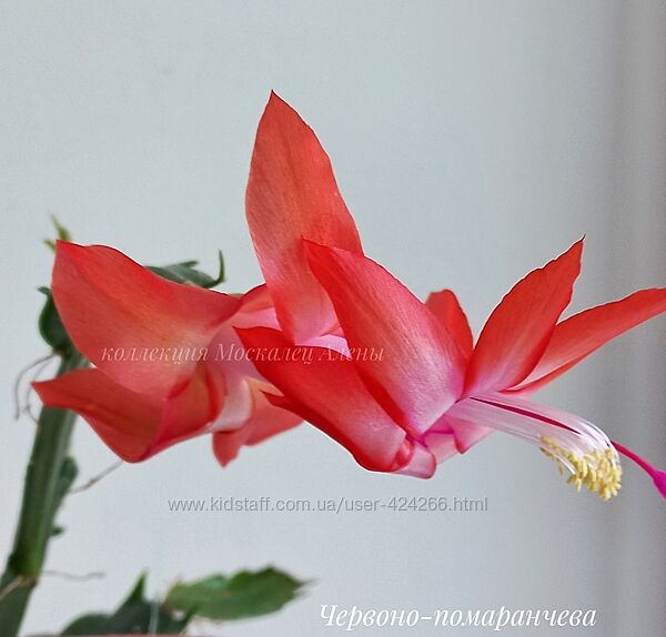 Продам кущик різдвяника