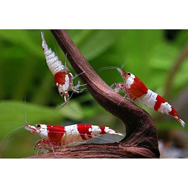 Креветки, корм, домик для креветки, улитки ампулярии, рыбки