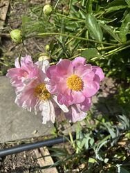 Травянисті півонії