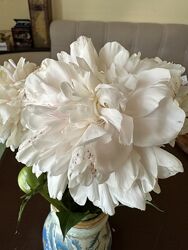 #2: Сіянець 2