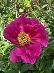 #3: Сіянець 3