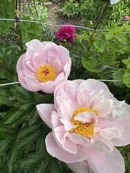 #4: Сіянець 4