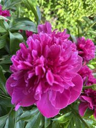 #5: Сіянець 5