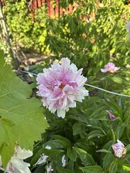 #6: Сіянець 6