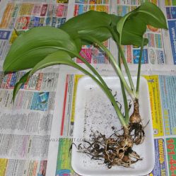 #3: взрослые  120грн