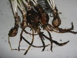 #5: детки 60грн