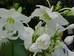 продам Эухарис Амазонская лилия