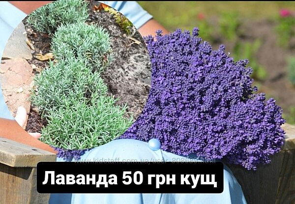 Лаванда англійська