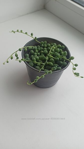 Хрестовник Роулі