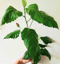 #3: Кімнатний, 150. 00