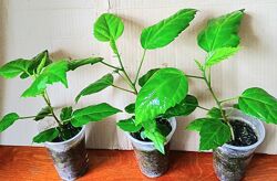 #2: Кімнатні, 80.00