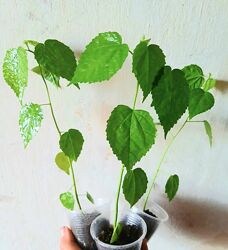 #5: Садрві, 100.00