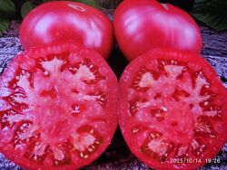 Насіння томатій серії -ГНОМИ.