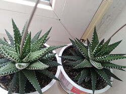 Хавортия полосатая H. fasciata.      