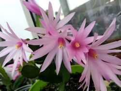 Декабрист шлюмбергера Schlumbergera, зигокактус, рождественник