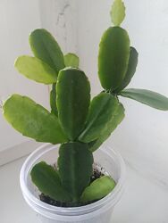 #3: пасхальник розовый