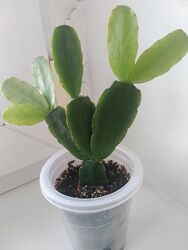 #4: пасхальник розовый