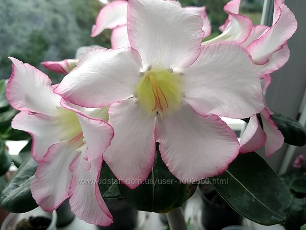 Адениум, Adenium, Роза пустыни 