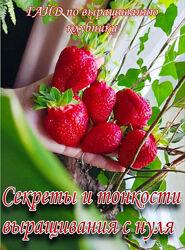 Ягодный Дворик Гайд по выращиванию клубники