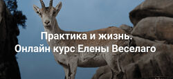 Елена Веселаго Практика и жизнь. Ступень 2 2024