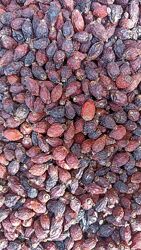 Шипшина сушена