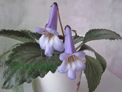 #9: Діана-Марія