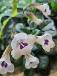 #10: Таміана (міні)