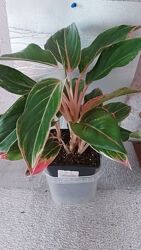 #2: Пінк Ліпстік 250