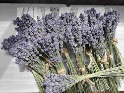 Букетики лаванди, сухоцвіт збір 2025