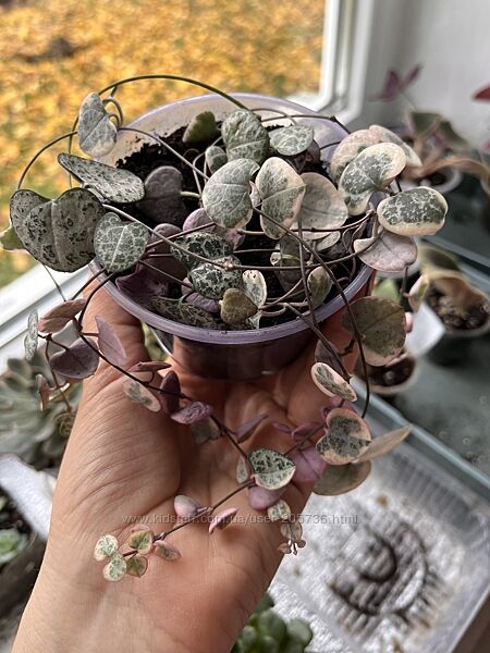 Церопегия очень красивая