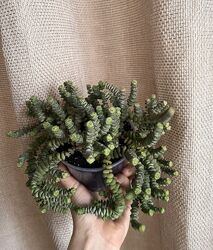 Марнье декор дома/офиса 