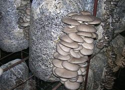 Высокоурожайный грибной макси блок Вешенки 36х100. Акция
