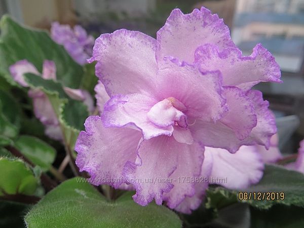 Фіалки зарубіжної селекції