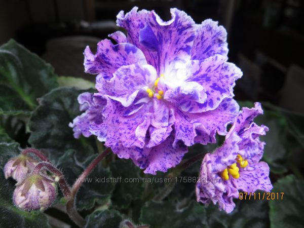 Фіалки (ЛЕ) селекції Лебецкої Олени