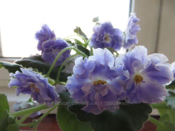 Фіалки (РС) селекції Репкиної Світлани