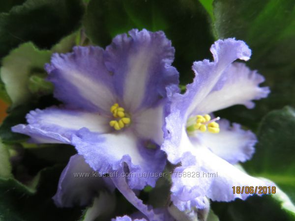 Фіалки хімери