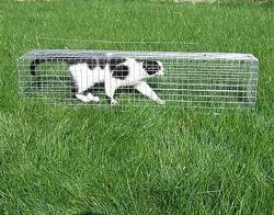 #5: Котоловушка для кота