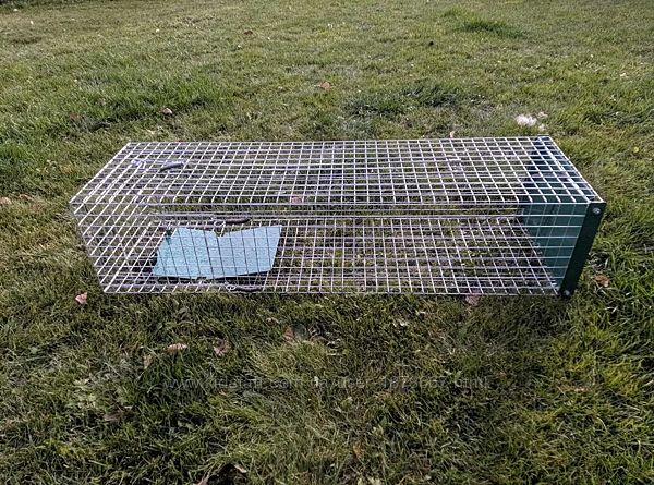 #8: котоловка для котика