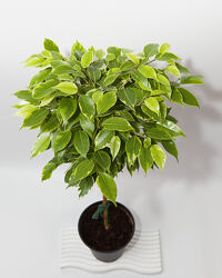 Фікус Кінкі штамб 50 см