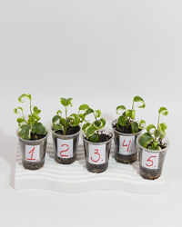 Фікус Ірєн. Живці.