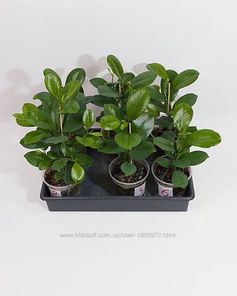 Фікус мокламе мікрокарпа живець