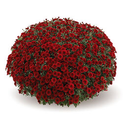 Хризантема Мультифлора Camina Red в горщику.