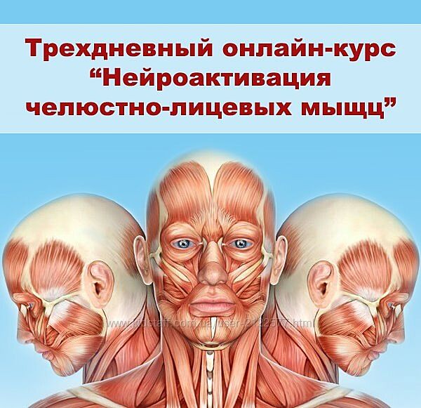 Александр Киреев, Татьяна и Евгений Коган Нейроактивация челюстно-лицевых