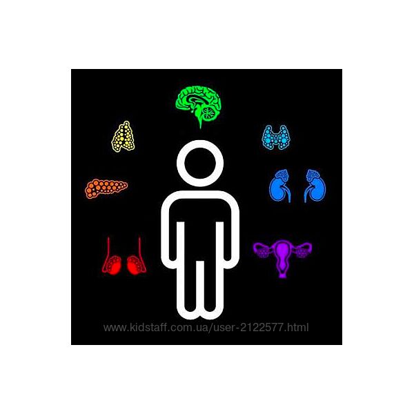 Анастасия Семко Физиология нервной системы и органов чувств 2025