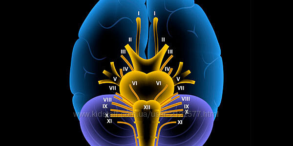 Мария Недре Прикладная неврология 2 Черепные нервы 2025